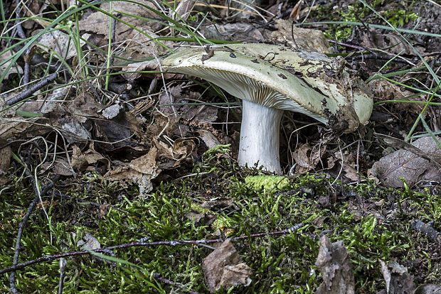 plávka Russula sp.