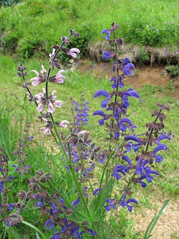 šalvia lúčna,rozne farby Salvia pratensis L.