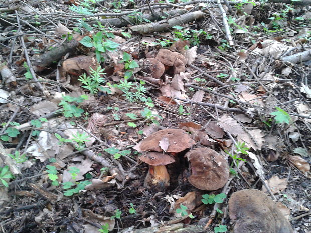 hríb zrnitohlúbikový Sutorius luridiformis (Rostk.) G. Wu & Zhu L. Yang