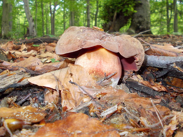 hríb zrnitohlúbikový Sutorius luridiformis (Rostk.) G. Wu & Zhu L. Yang