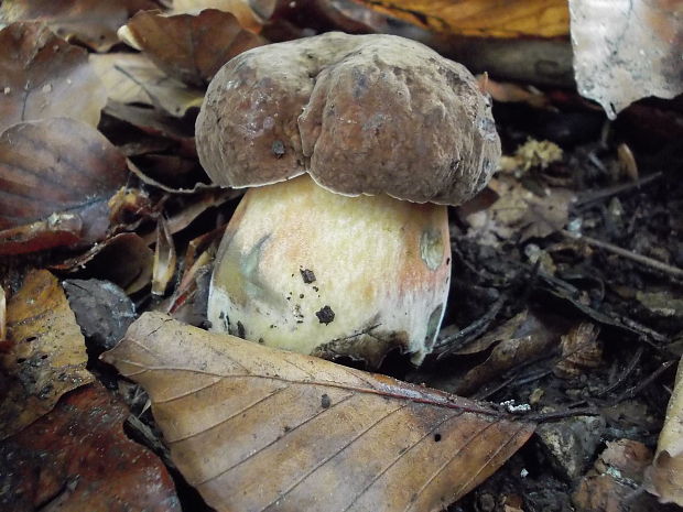 hríb zrnitohlúbikový Sutorius luridiformis (Rostk.) G. Wu & Zhu L. Yang