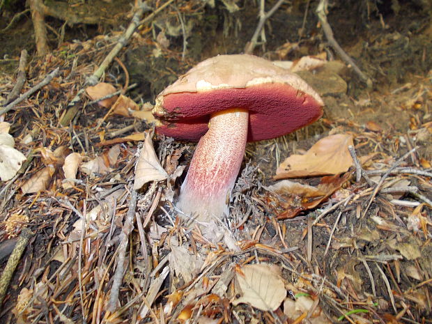 hríb zrnitohlúbikový Sutorius luridiformis (Rostk.) G. Wu & Zhu L. Yang