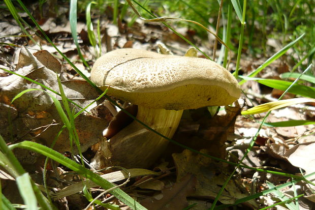 suchohríb Xerocomus sp.