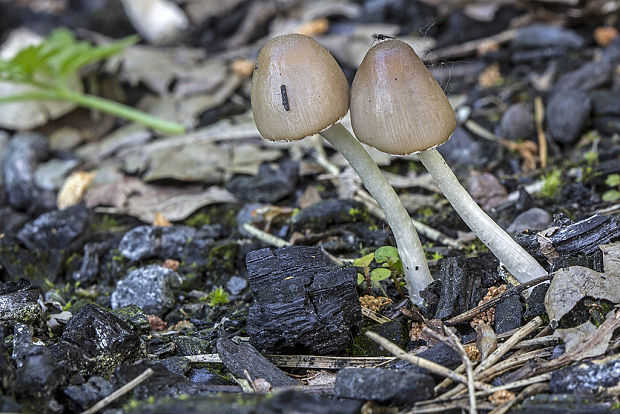 neidentifikovaná huba