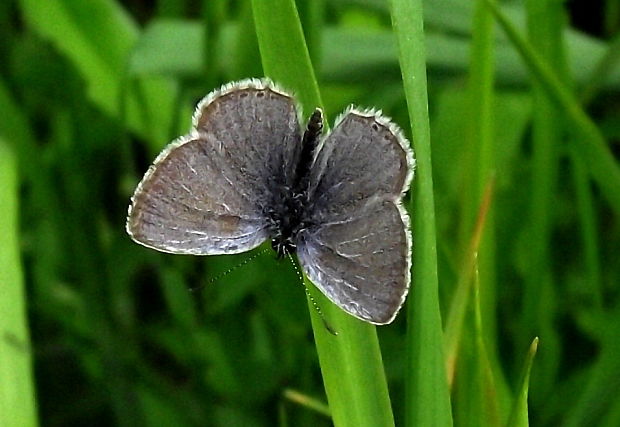 modráčik lucernový   Cupido decoloratus