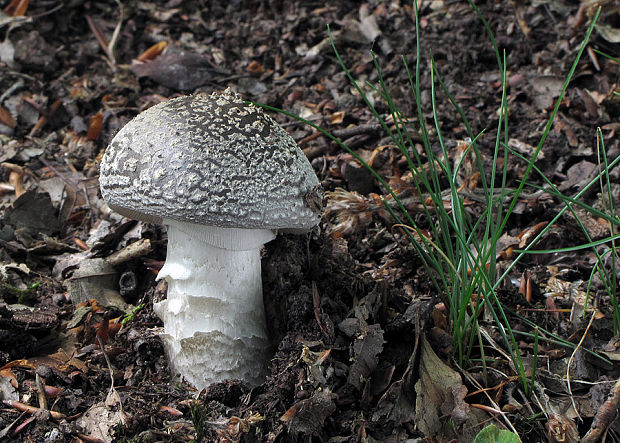 muchotrávka hrubá Amanita excelsa (Fr.) Bertill.