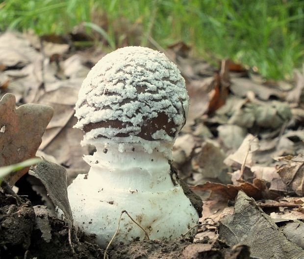 muchotrávka tigrovaná Amanita pantherina (DC.) Krombh.