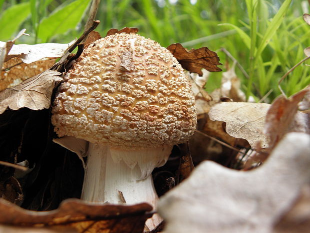 muchotrávka červenkastá Amanita rubescens Pers.