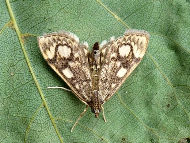 vijačka bazová Anania coronata