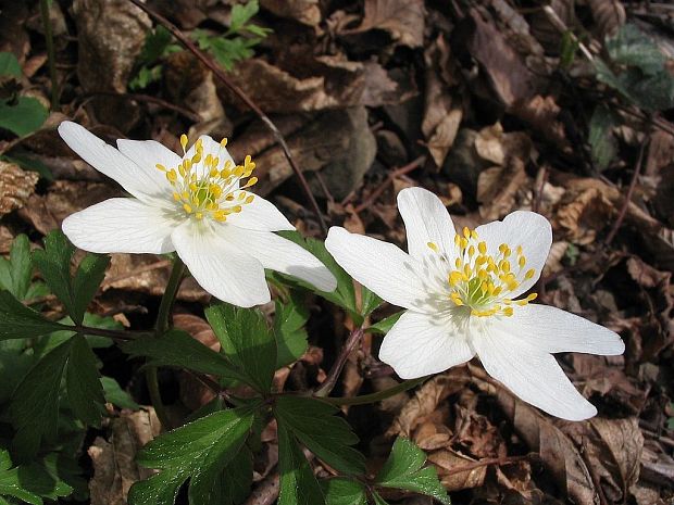 veternica hájna Anemone nemorosa L.