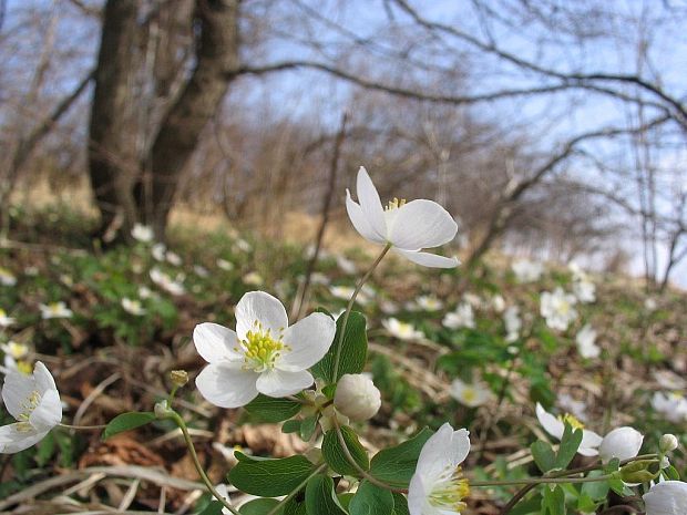 veternica hájna Anemone nemorosa L.