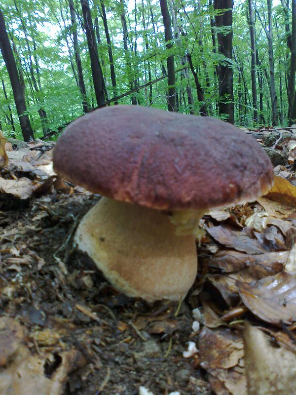 hríb sosnový Boletus pinophilus Pil. et Dermek in Pil.