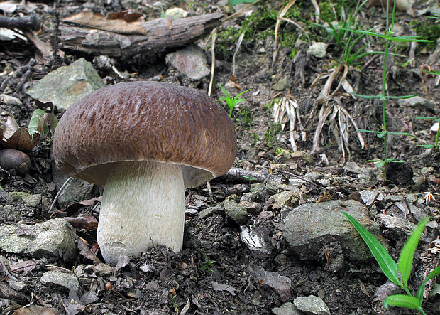 hríb dubový Boletus reticulatus Schaeff.