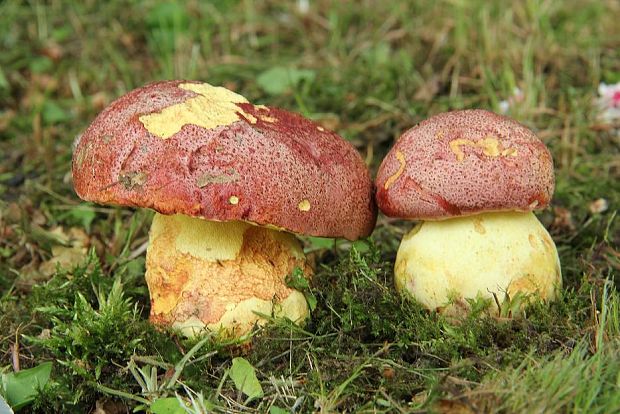 hríb kráľovský Butyriboletus regius (Krombh.) D. Arora & J.L. Frank