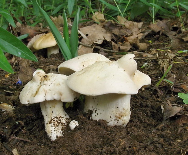 čírovnica májová Calocybe gambosa (Fr.) Donk