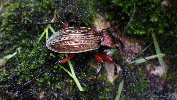 bystruška medená Carabus cancellatus