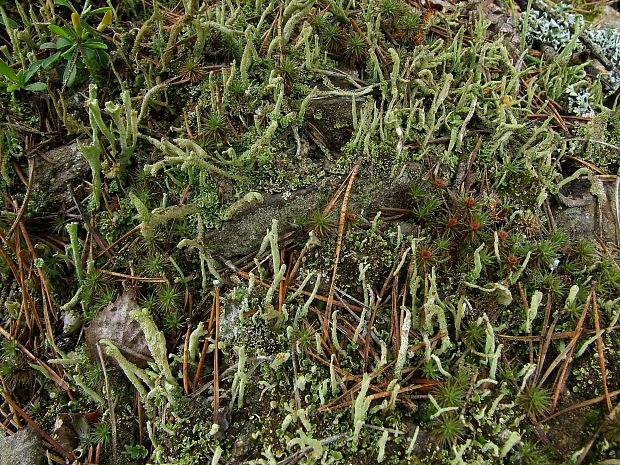 dutohlávka Cladonia sp.