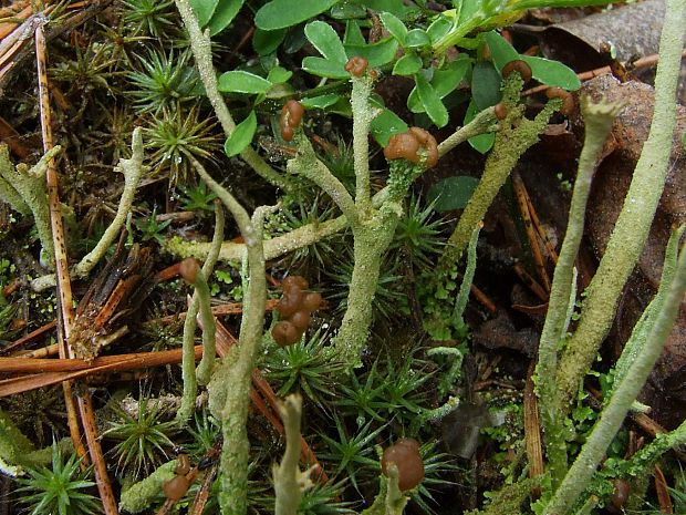 dutohlávka Cladonia sp.