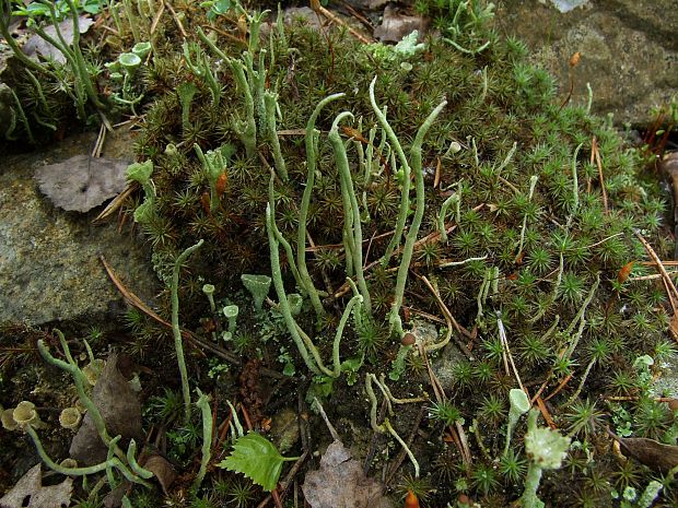 dutohlávka Cladonia sp.