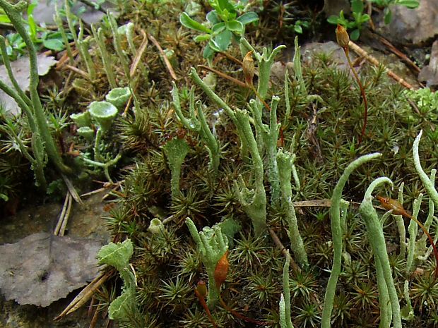 dutohlávka Cladonia sp.