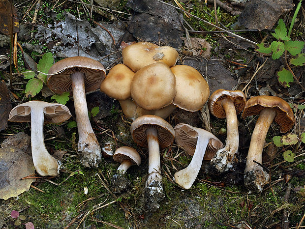 pavučinovec holohlúbikový Cortinarius gymnopus Rob. Henry