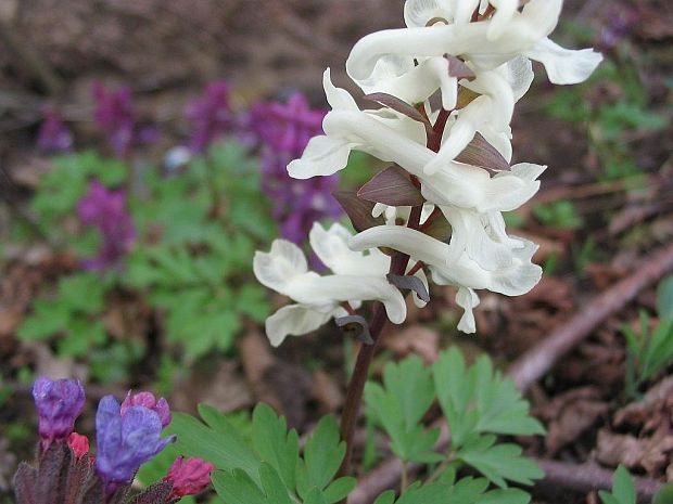 chochlačka dutá Corydalis cava (L.) Schweigg. et Körte