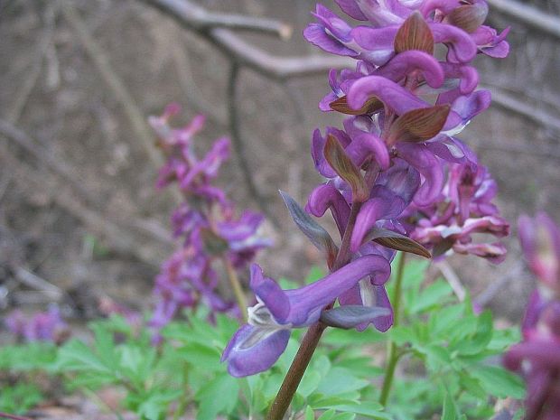 chochlačka dutá Corydalis cava (L.) Schweigg. et Körte