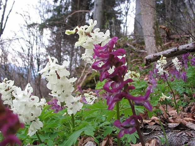 chochlačka dutá Corydalis cava (L.) Schweigg. et Körte