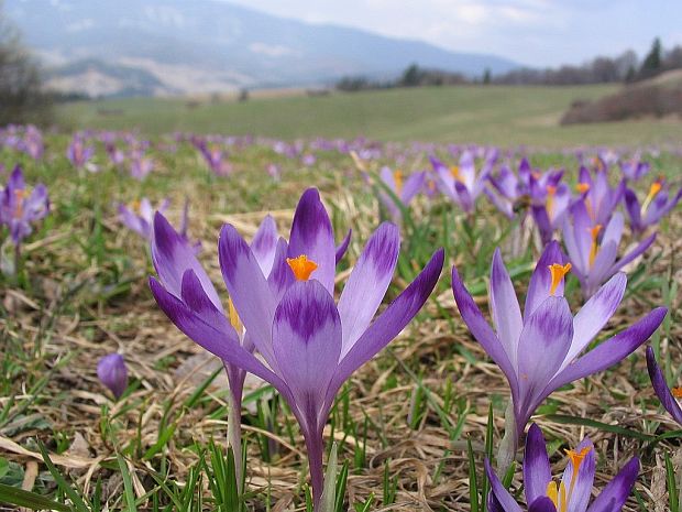 šafran spišský Crocus discolor G. Reuss