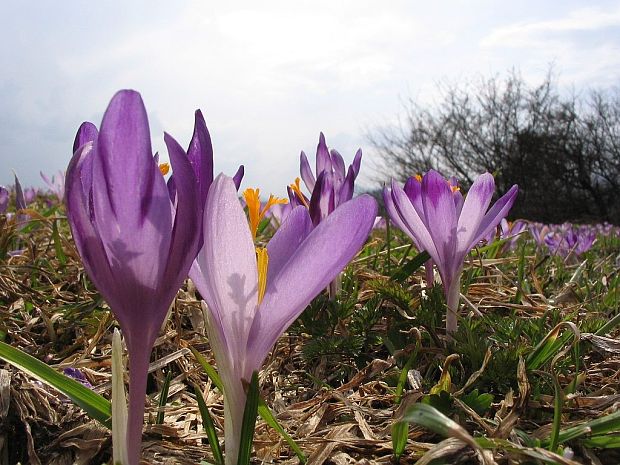 šafran spišský Crocus discolor G. Reuss