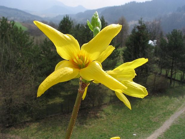 zlatovka prostredná Forsythia × intermedia Zabel