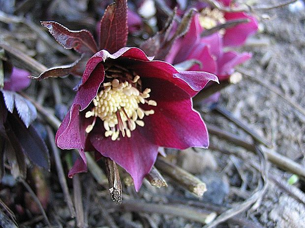 čemerica purpurová Helleborus purpurascens Waldst. et Kit.