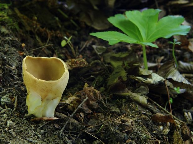 chriapač kalíškovitý Helvella acetabulum (L.) Quél.