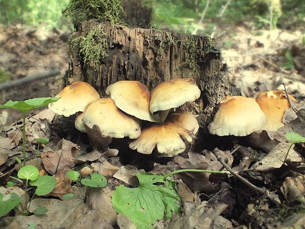 strapcovka zväzkovitá Hypholoma fasciculare (Huds.) P. Kumm.