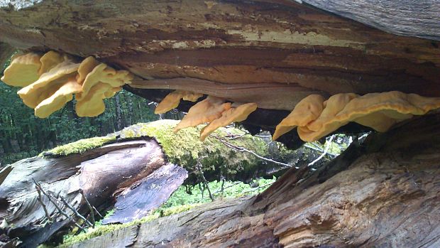 sírovec obyčajný Laetiporus sulphureus (Bull.) Murrill