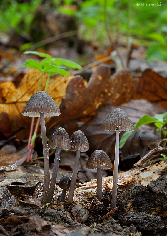 prilbička mliečna temná Mycena galopus var. nigra Rea,