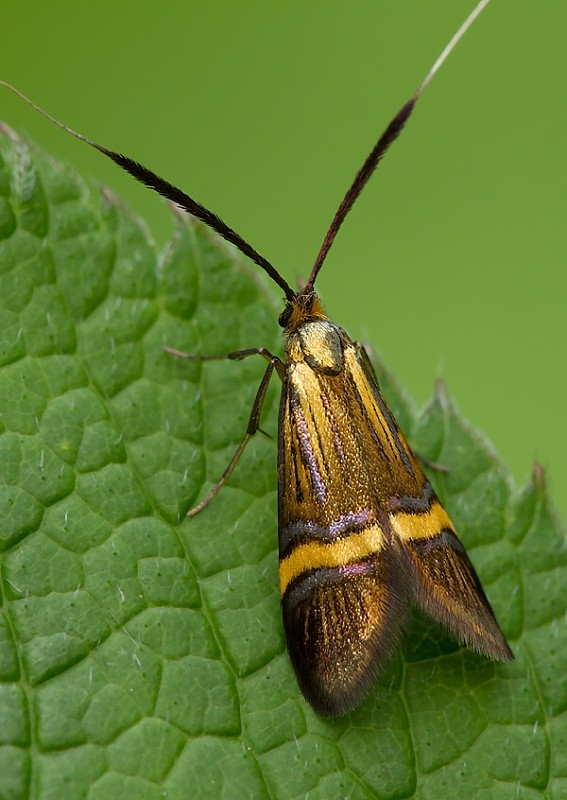 adéla De Geerova Nemophora degeerella