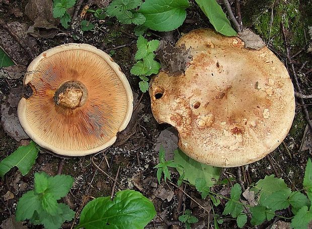 čechračka podvinutá Paxillus involutus (Batsch) Fr.