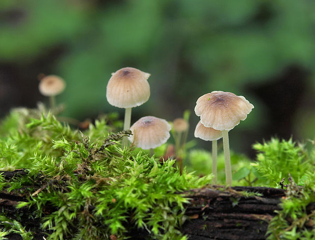 prilbička tenkohlúbiková Phloeomana speirea (Fr.) Redhead