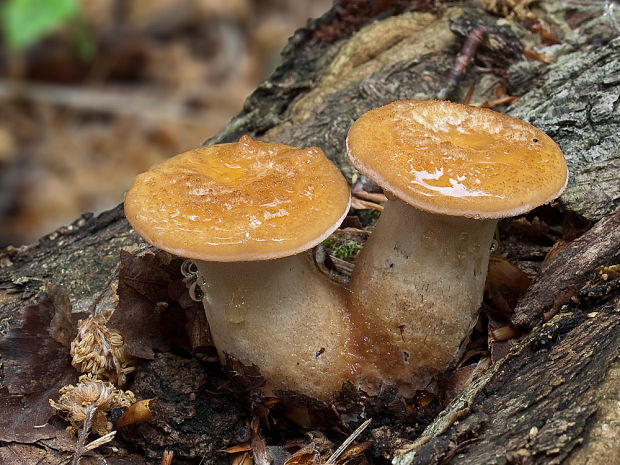 trúdnik hľuzovitý  Polyporus tuberaster (Jacq. ex Pers.) Fr.