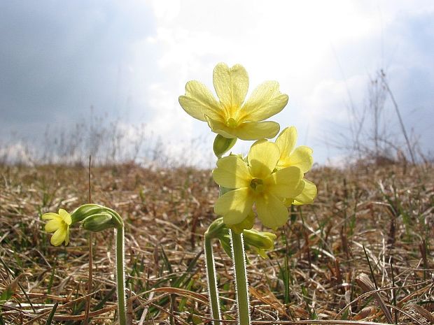 prvosienka vyššia Primula elatior (L.) L.