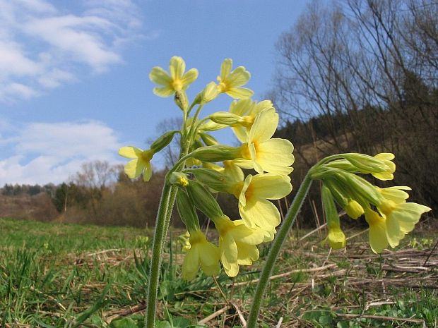 prvosienka vyššia Primula elatior (L.) L.