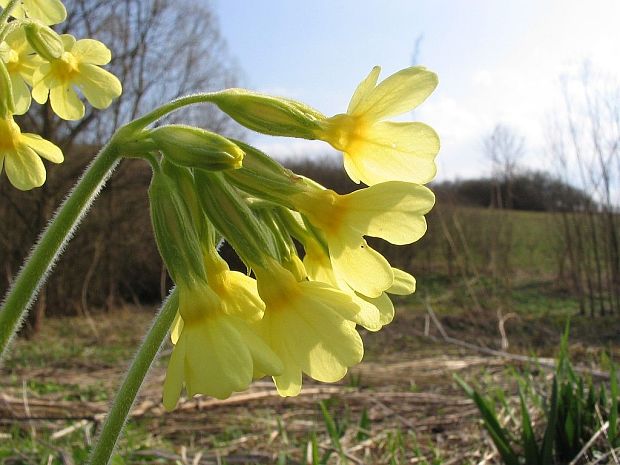 prvosienka vyššia Primula elatior (L.) L.