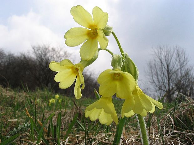 prvosienka vyššia Primula elatior (L.) L.