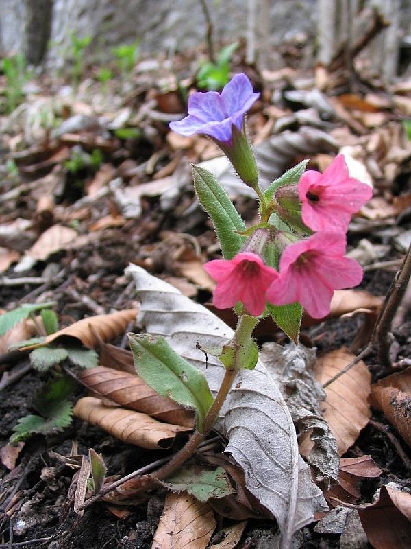 pľúcnik lekársky Pulmonaria officinalis L.