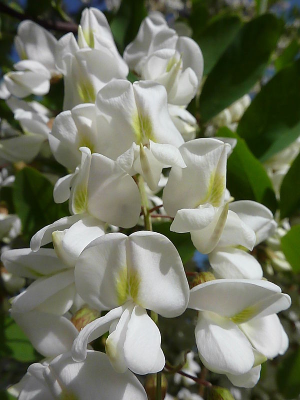 agát biely Robinia pseudoacacia L.