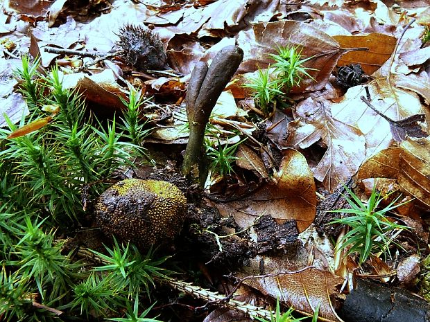 žezlovka srnková - Housenice cizopasná  Tolypocladium ophioglossoides (J.F. Gmel.) Quandt, Kepler & Spatafora