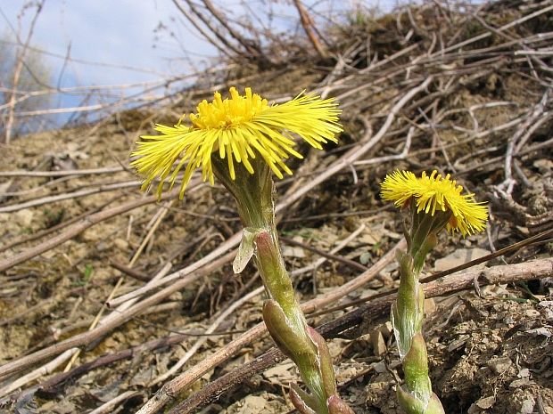 podbeľ liečivý Tussilago farfara L.