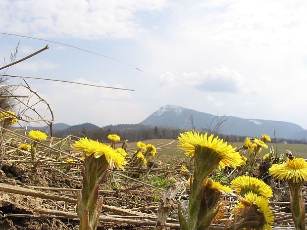 podbeľ liečivý Tussilago farfara L.