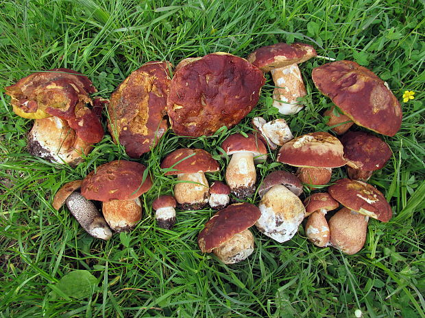 boletus pinophilus - dozber